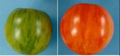 番茄果实颜色条斑如何形成